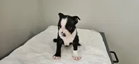 Blk/wht male 4, a male Boston Terrier for sale in Greenville, GA – 10 of 10