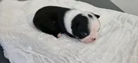Blk/wht female 1, a female Boston Terrier for sale in Greenville, GA – 7 of 10