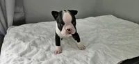 Blk/wht female 2, a female Boston Terrier for sale in Greenville, GA – 2 of 10