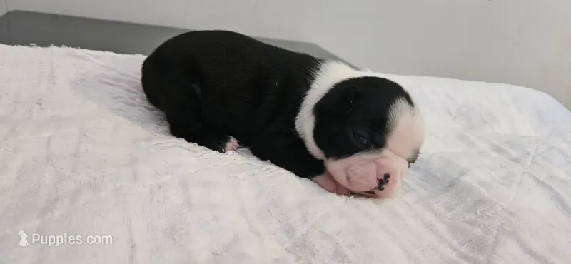 Blk/wht female 2 – Boston Terrier puppy for sale in Greenville, GA