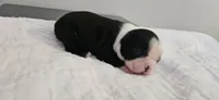 Blk/wht female 2, a female Boston Terrier for sale in Greenville, GA – 1 of 10