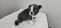 Blue female , a female Boston Terrier for sale in Greenville, GA – 7 of 10