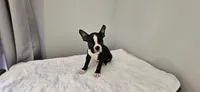Blk/wht male 1, a male Boston Terrier for sale in Greenville, GA – 9 of 10
