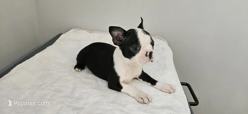Blk/wht female  – Boston Terrier puppy for sale in Greenville, GA