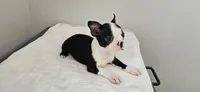Blk/wht female , a female Boston Terrier for sale in Greenville, GA – 1 of 10