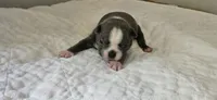 Blue female 2, a female Boston Terrier for sale in Greenville, GA – 10 of 10