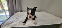 Blk/wht male 2, a male Boston Terrier for sale in Greenville, GA – 5 of 10