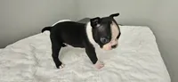 Blk/wht male 1, a male Boston Terrier for sale in Greenville, GA – 4 of 10