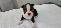 Blk/wht male 2, a male Boston Terrier for sale in Greenville, GA – 4 of 10