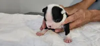 Blk/wht male 4, a male Boston Terrier for sale in Greenville, GA – 7 of 10