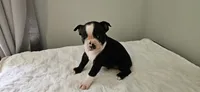 Blk/wht male 4, a male Boston Terrier for sale in Greenville, GA – 5 of 10