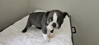 Blue female , a female Boston Terrier for sale in Greenville, GA – 4 of 10
