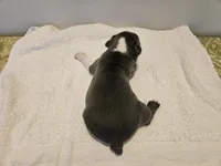 Blue female 2, a female Boston Terrier for sale in Greenville, GA – Photo 7 of 10