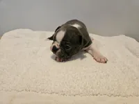 Blue female 2, a female Boston Terrier for sale in Greenville, GA – Photo 6 of 10