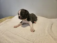 Blue female 2, a female Boston Terrier for sale in Greenville, GA – Photo 9 of 10