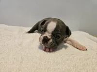 Blue female 2, a female Boston Terrier for sale in Greenville, GA – Photo 5 of 10