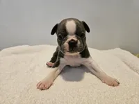Blue female 2, a female Boston Terrier for sale in Greenville, GA – Photo 1 of 10