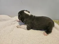 Blue female 2, a female Boston Terrier for sale in Greenville, GA – Photo 8 of 10