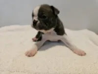 Blue female 2, a female Boston Terrier for sale in Greenville, GA – Photo 2 of 10