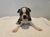 Blue female 2, a female Boston Terrier for sale in Greenville, GA – Photo 4 of 10