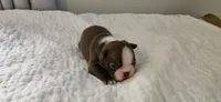 Cho male 2, a male Boston Terrier for sale in Greenville, GA – 6 of 10