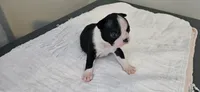 Blk/wht male 2, a male Boston Terrier for sale in Greenville, GA – 3 of 10