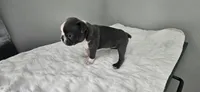 Blue female , a female Boston Terrier for sale in Greenville, GA – 8 of 10