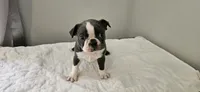 Blue female , a female Boston Terrier for sale in Greenville, GA – 8 of 10