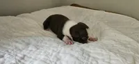 Cho male 1, a male Boston Terrier for sale in Greenville, GA – 8 of 10