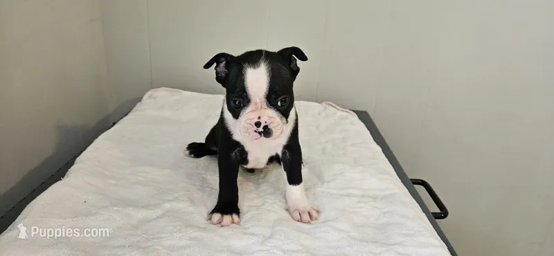 Blk/wht male 4 – Boston Terrier puppy for sale in Greenville, GA