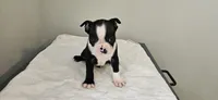 Blk/wht male 4, a male Boston Terrier for sale in Greenville, GA – 1 of 10