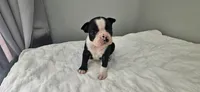 Blk/wht male 3, a male Boston Terrier for sale in Greenville, GA – 3 of 10