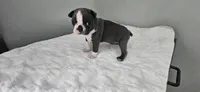 Blue female , a female Boston Terrier for sale in Greenville, GA – 10 of 10
