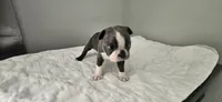 Blue female , a female Boston Terrier for sale in Greenville, GA – 3 of 10