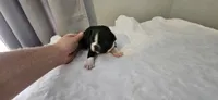Blk/wht female, a female Boston Terrier for sale in Greenville, GA – Photo 6 of 10