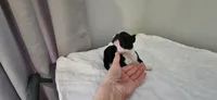 Blk/wht female, a female Boston Terrier for sale in Greenville, GA – Photo 5 of 10