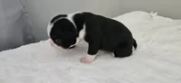 Blk/wht male 1, a male Boston Terrier for sale in Greenville, GA – 5 of 10