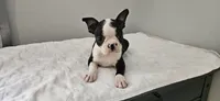 Blk/wht female , a female Boston Terrier for sale in Greenville, GA – 4 of 10