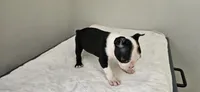 Blk/wht female 1, a female Boston Terrier for sale in Greenville, GA – 7 of 10