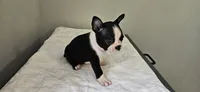 Blk/wht male 2, a male Boston Terrier for sale in Greenville, GA – 4 of 10