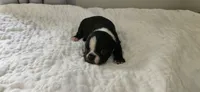 Blk/wht male 1, a male Boston Terrier for sale in Greenville, GA – 4 of 10