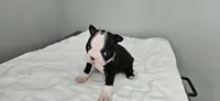 Blk/wht female 2, a female Boston Terrier for sale in Greenville, GA – 8 of 10