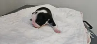 Blk/wht female 1, a female Boston Terrier for sale in Greenville, GA – 6 of 10