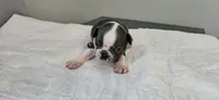 Blue male, a male Boston Terrier for sale in Greenville, GA – 3 of 10