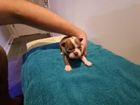 Cho male, a male Boston Terrier for sale in Greenville, GA – Photo 9 of 10