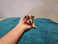 Cho male, a male Boston Terrier for sale in Greenville, GA – Photo 1 of 10