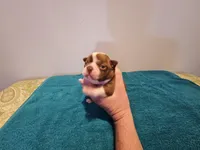 Cho male, a male Boston Terrier for sale in Greenville, GA – Photo 7 of 10