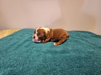 Cho male, a male Boston Terrier for sale in Greenville, GA – Photo 10 of 10