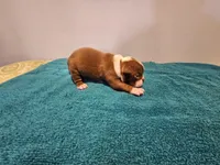 Cho male, a male Boston Terrier for sale in Greenville, GA – Photo 6 of 10