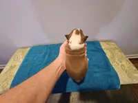 Cho male, a male Boston Terrier for sale in Greenville, GA – Photo 2 of 10